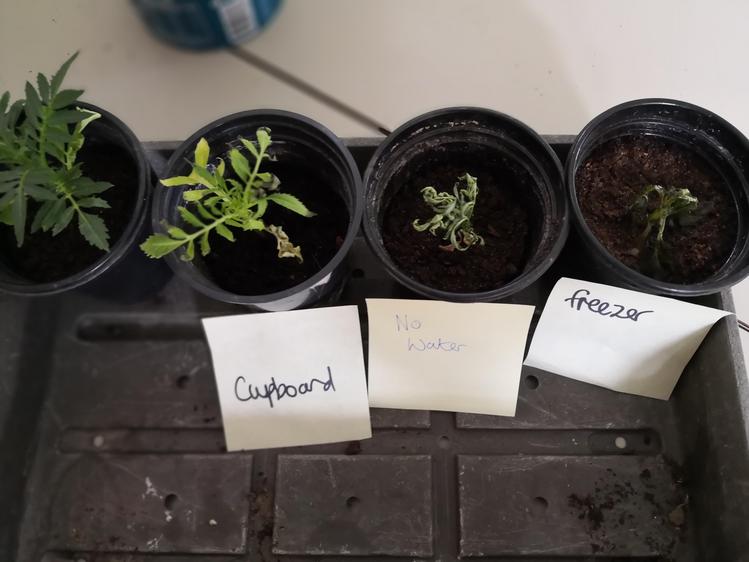 What do plants need to grow well?
